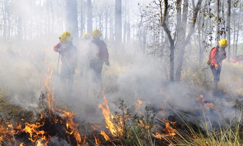 Registra Hidalgo 308 incendios forestales en lo que va del 2025