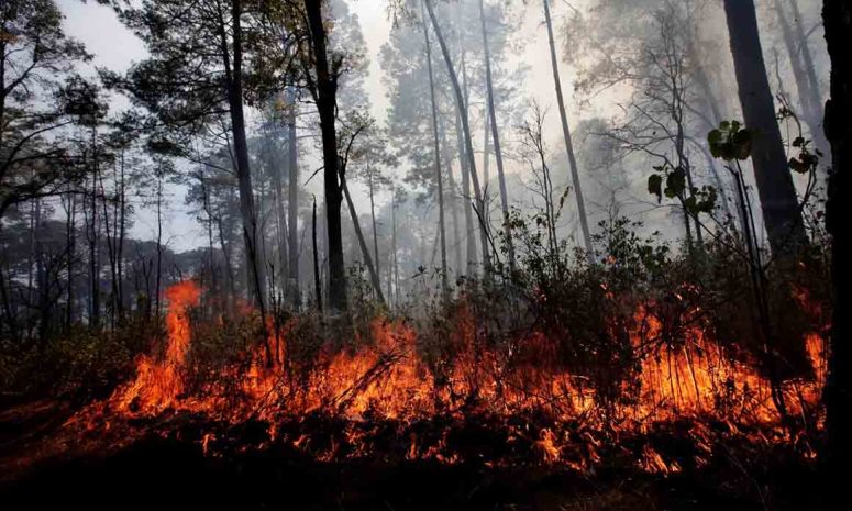 Registra Conafor 102 incendios activos en 27 estados