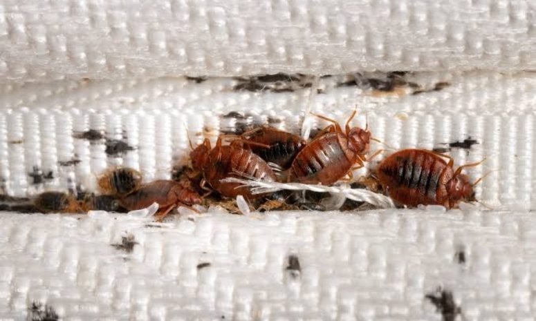Alerta global por infestación de chinches en transporte y aeropuertos