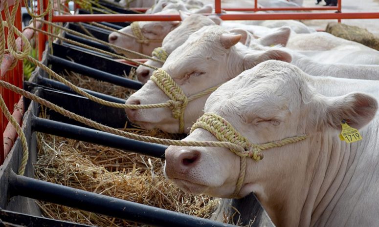 Frena EU exportación de ganado mexicano por gusano barrenador
