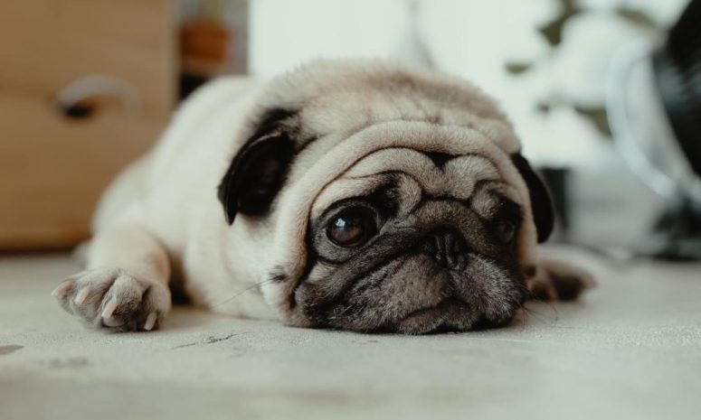 Lanza Farmacias del Ahorro nueva línea para mascotas