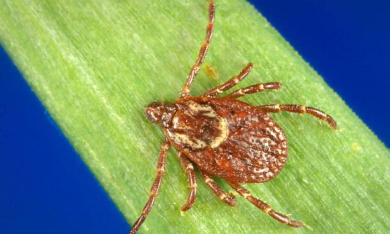 Aumentan picaduras de garrapatas y envíos a urgencias este 2025 en EU