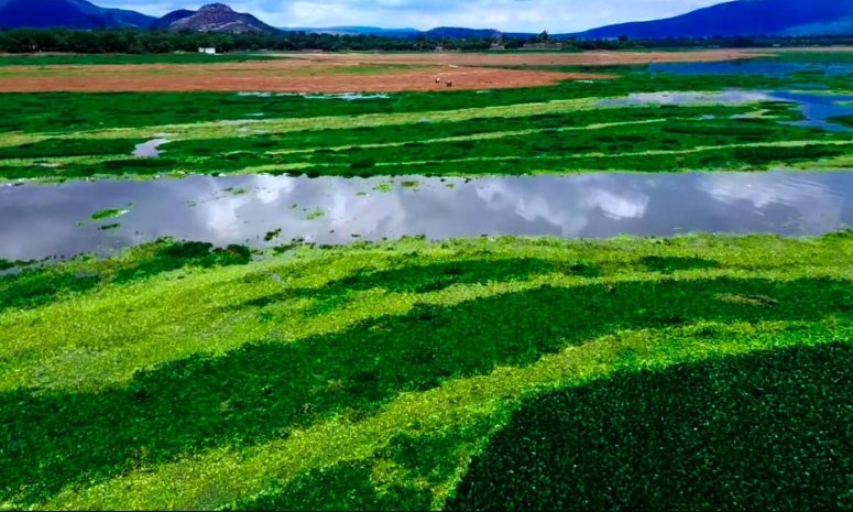 Activan Conagua y Semarnath plan doble contra lirio en presa Endhó