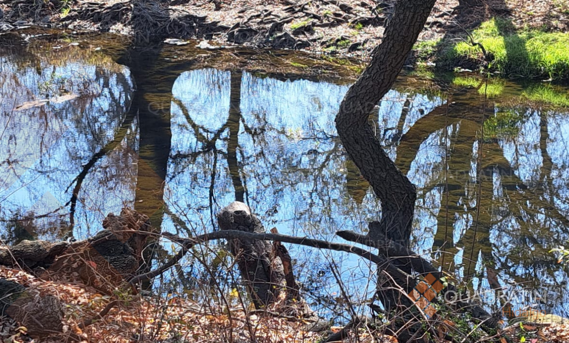 Alcaldía de Tula ignora ecocidio en río Rosas pese a denuncia de tala ...