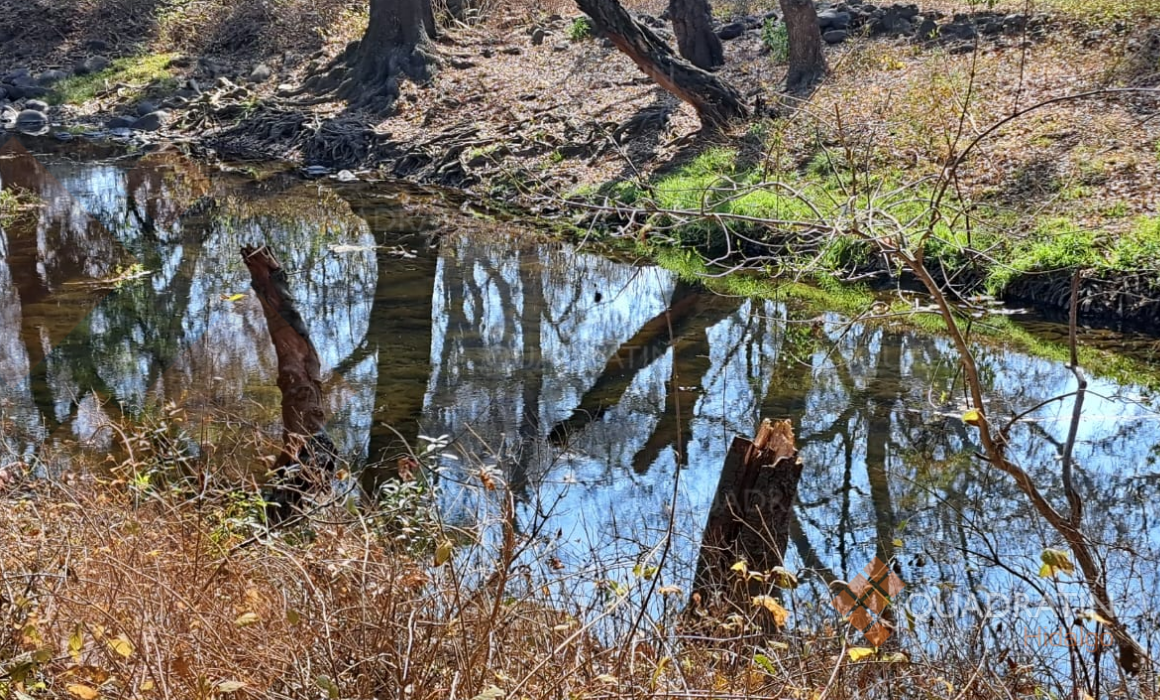 Alcaldía de Tula ignora ecocidio en río Rosas pese a denuncia de tala ...