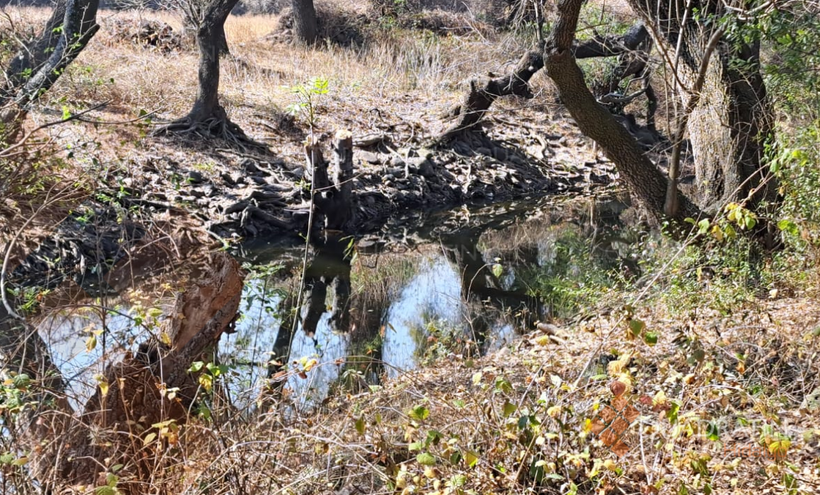 Alcaldía de Tula ignora ecocidio en río Rosas pese a denuncia de tala ...